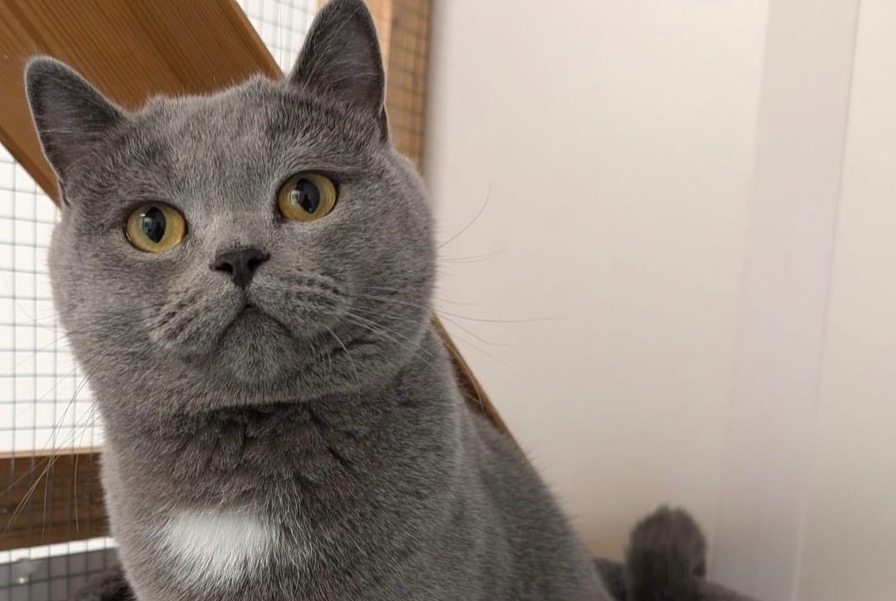 Vermisstmeldung Katze  Männliche , 2 jahre Genève Schweiz