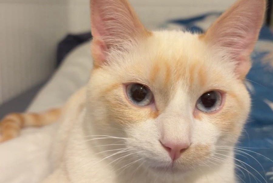 Vermisstmeldung Katze  Männliche , 1 jahre Meyrin Schweiz