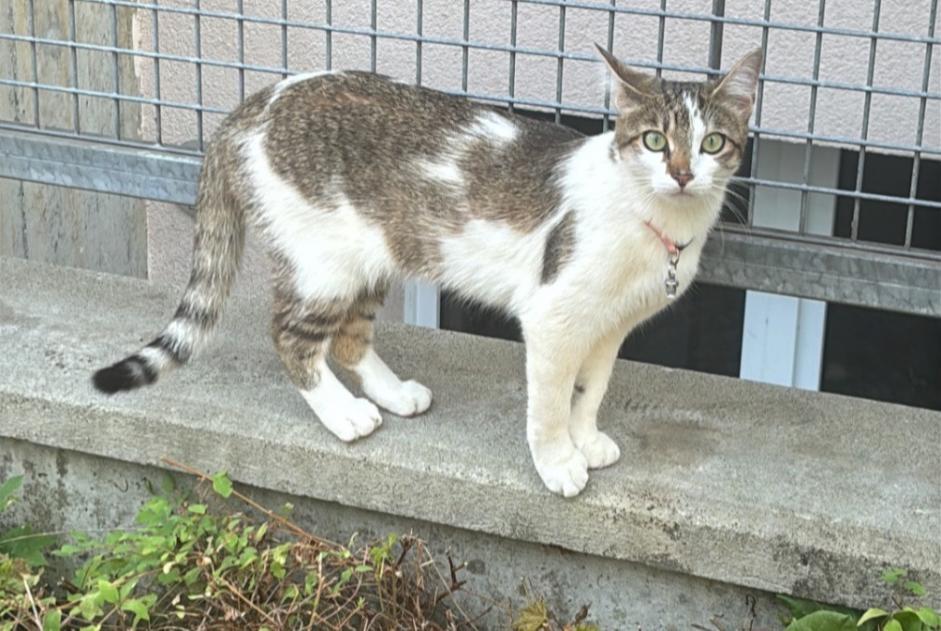 Vermisstmeldung Katze Weiblich , 1 jahre Bardonnex Schweiz
