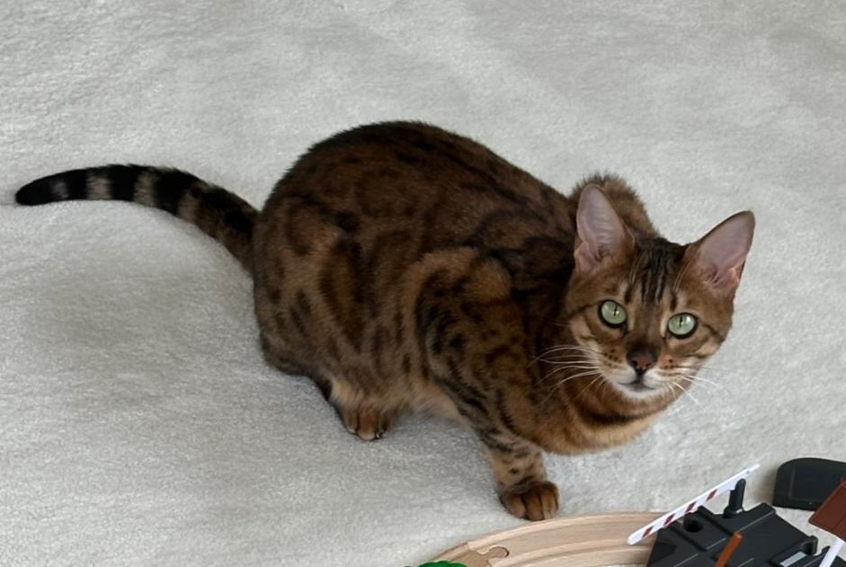 Vermisstmeldung Katze  Weiblich , 6 jahre Lancy Schweiz