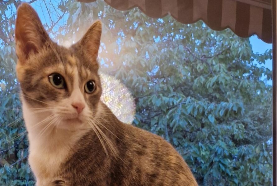 Vermisstmeldung Katze Weiblich , 4 jahre Carouge Schweiz Vermisstmeldung Katze Weiblich , 4 jahre Carouge Schweiz