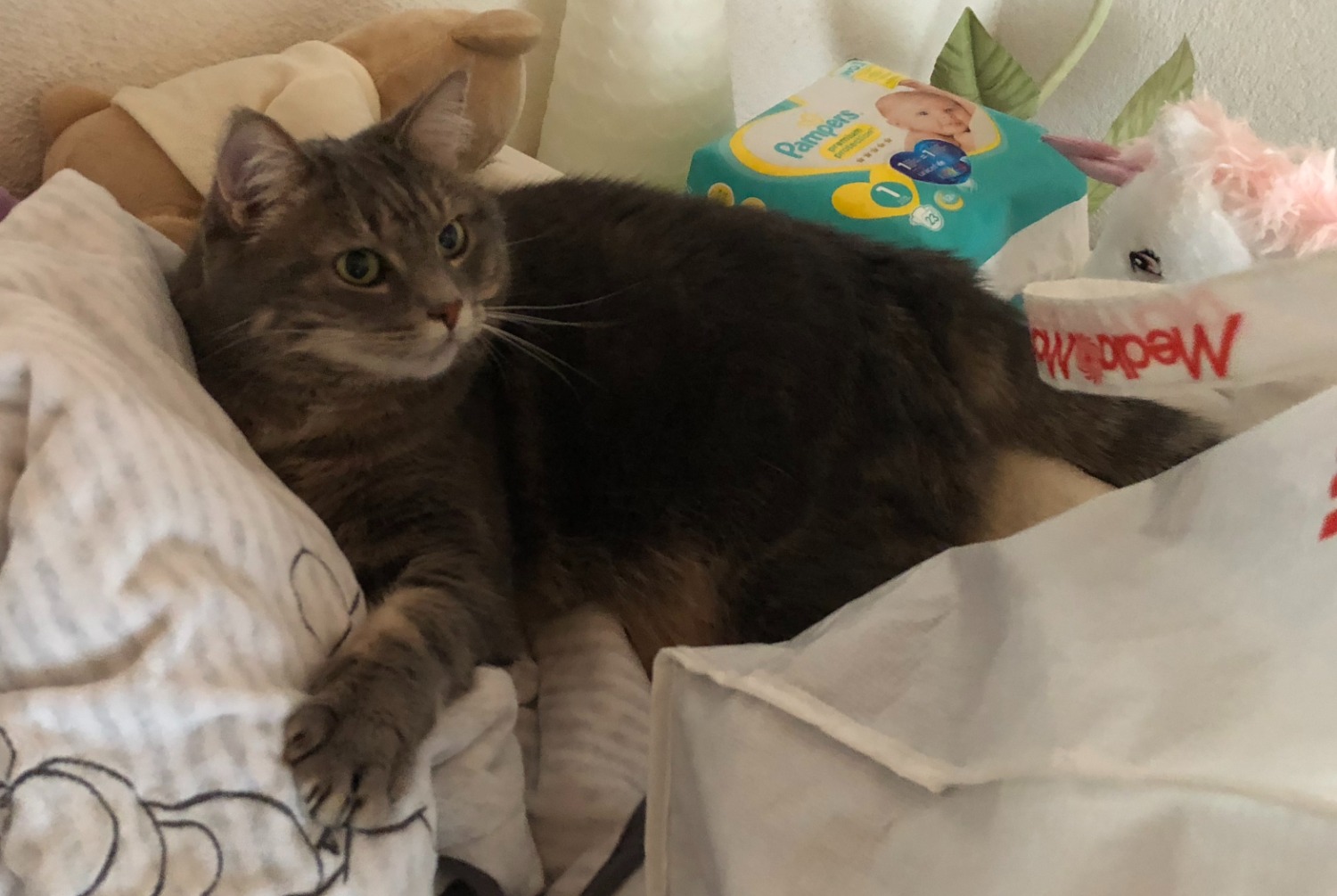 Vermisstmeldung Katze Weiblich , 10 jahre Val-de-Ruz Schweiz