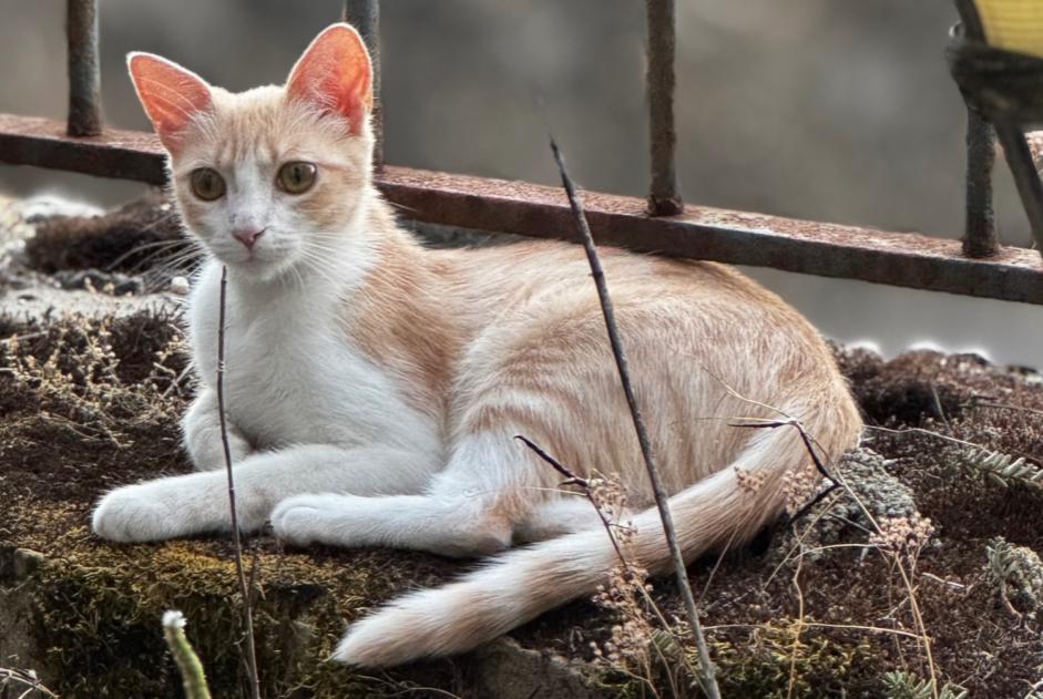 Vermisstmeldung Katze Weiblich , 1 jahre Neuchâtel Schweiz