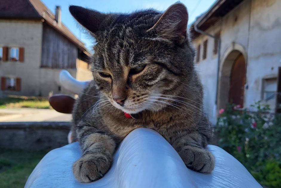 Vermisstmeldung Katze Weiblich , 12 jahre Treytorrens (Payerne) Schweiz
