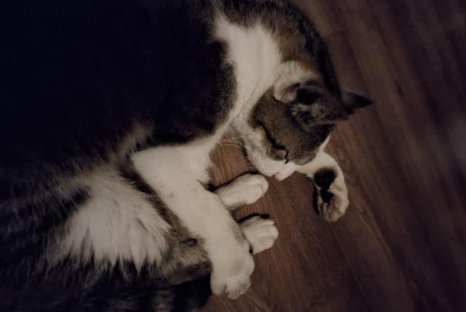 Discovery alert Cat Male Autigny Switzerland