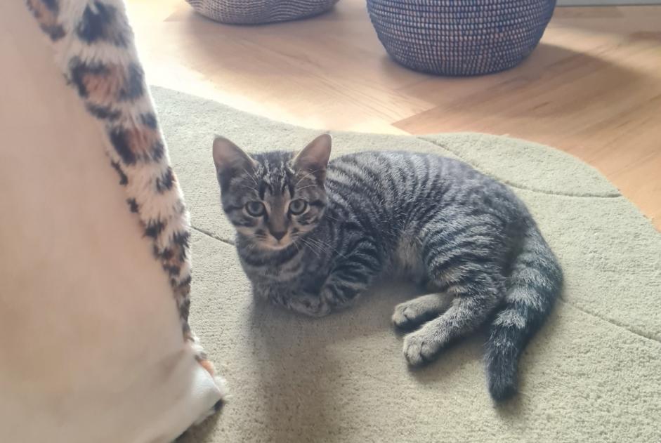 Discovery alert Cat  Female Vuadens Switzerland