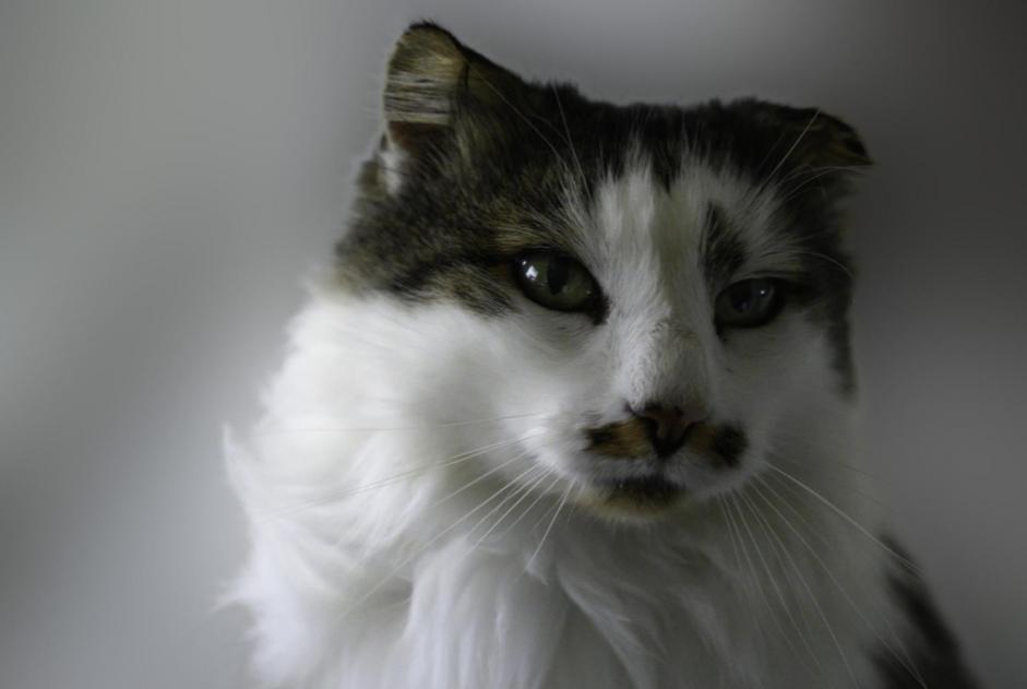 Disappearance alert Cat miscegenation Male , 16 years Cugy Switzerland Disappearance alert Cat miscegenation Male , 16 years Cugy Switzerland