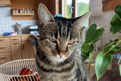 Disappearance alert Cat Female , 3 years Perly-Certoux Switzerland Disappearance alert Cat Female , 3 years Perly-Certoux Switzerland