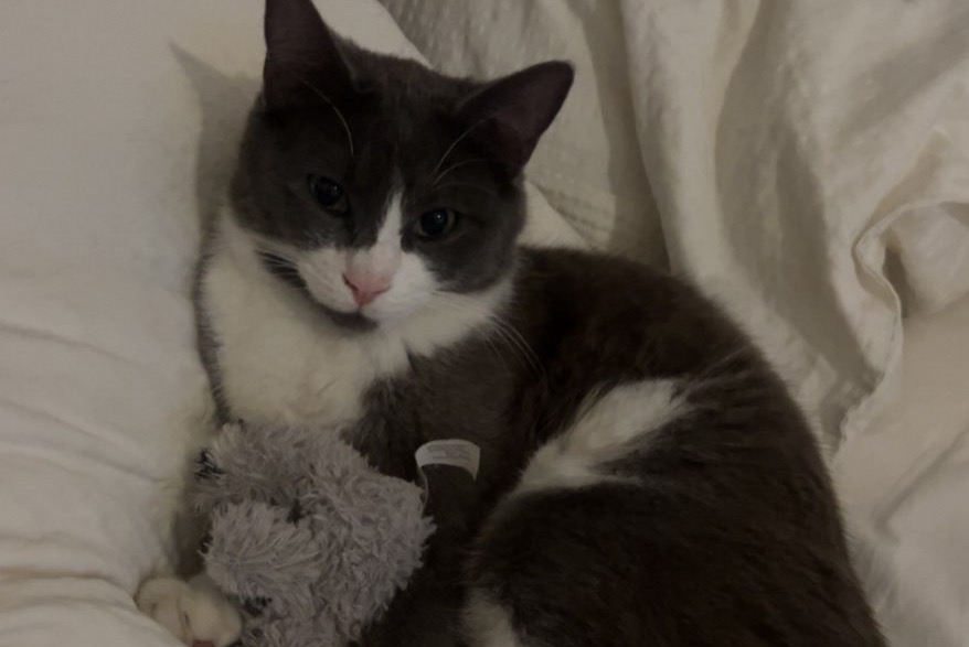Disappearance alert Cat Male , 1 years Corseaux Switzerland Disappearance alert Cat Male , 1 years Corseaux Switzerland