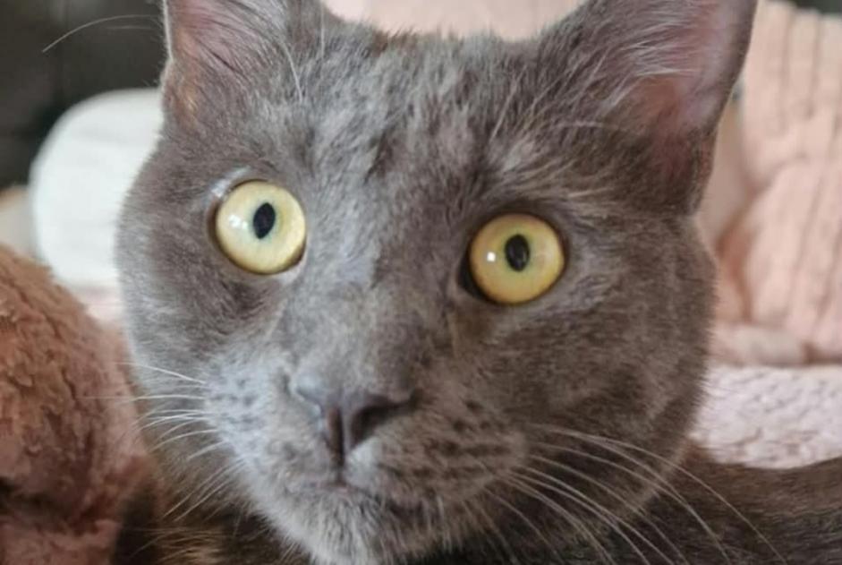 Disappearance alert Cat miscegenation Male , 49 years Cugy Switzerland Disappearance alert Cat miscegenation Male , 49 years Cugy Switzerland