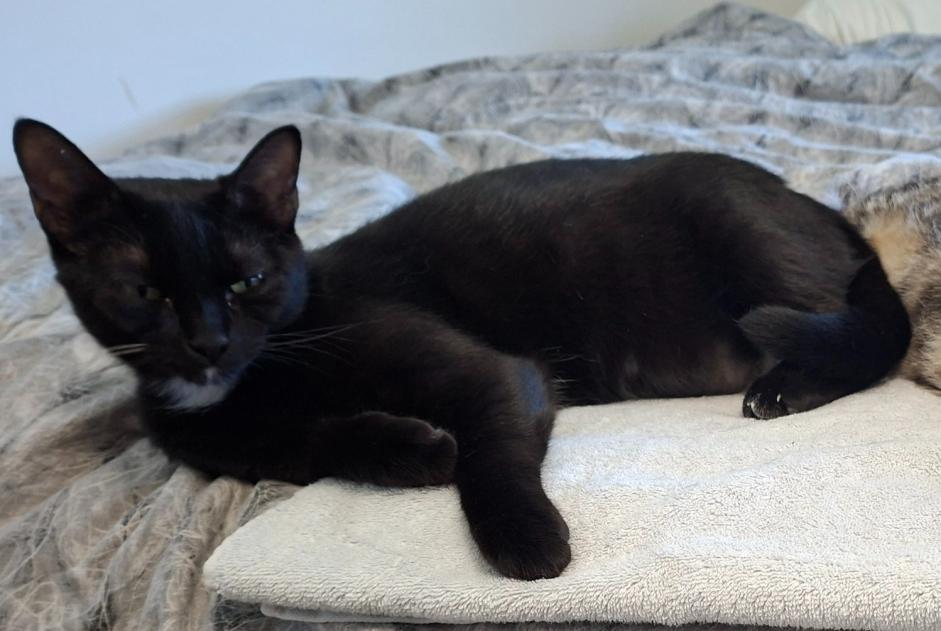 Alerta de Desaparición Gato Hembra , 1 años Köniz Suiza Alerta de Desaparición Gato Hembra , 1 años Köniz Suiza