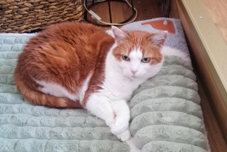 Alerte Disparition Chat Femelle , 17 ans Val Terbi Suisse