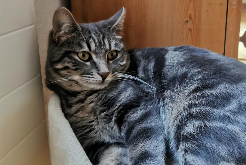 Alerte Disparition Chat Femelle , 1 ans Vernayaz Suisse