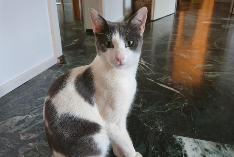 Alerte Disparition Chat Mâle , 2 ans Uvrier Suisse Alerte Disparition Chat Mâle , 2 ans Uvrier Suisse