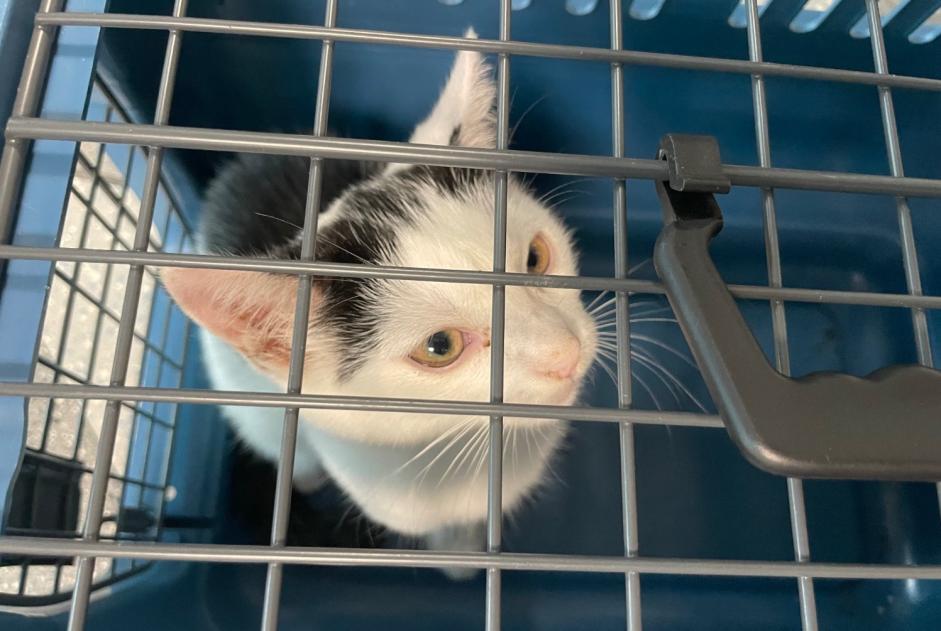 Alerte Découverte Chat Mâle Lausanne Suisse Alerte Découverte Chat Mâle Lausanne Suisse