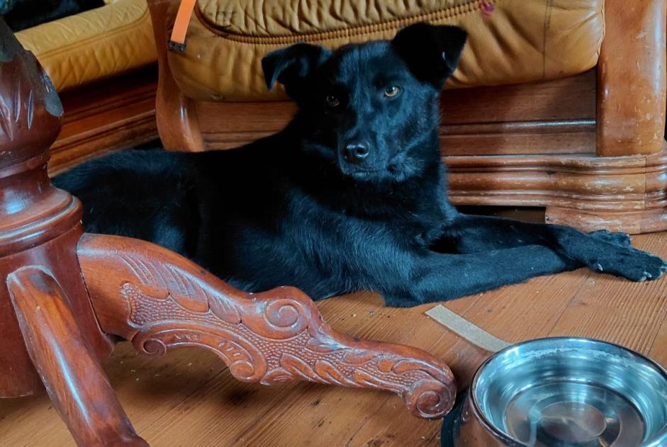 Alerte Disparition Chien croisement Mâle , 2 ans Basse-Allaine Suisse