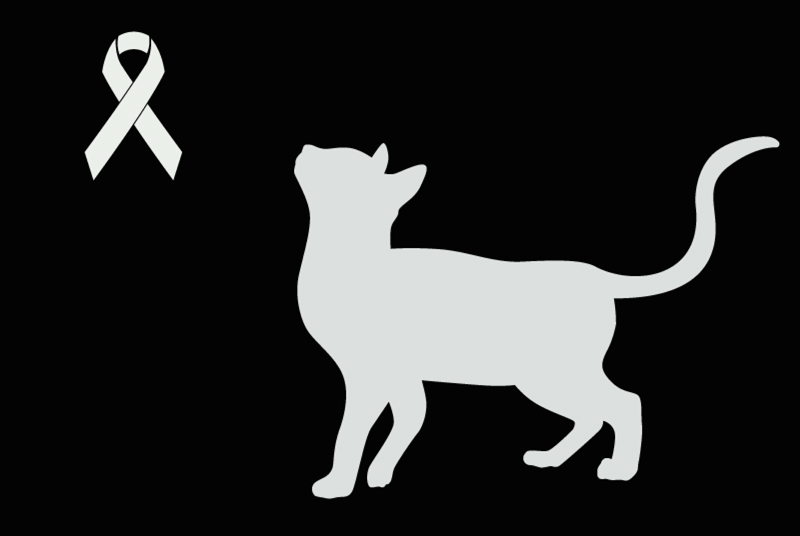 Alerte Découverte Chat Femelle , Entre 4 et 6 mois Chêne-Bougeries Suisse