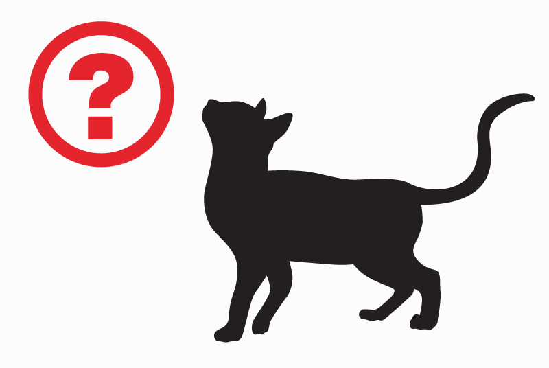 Alerte Découverte Chat Mâle Thun Suisse Alerte Découverte Chat Mâle Thun Suisse