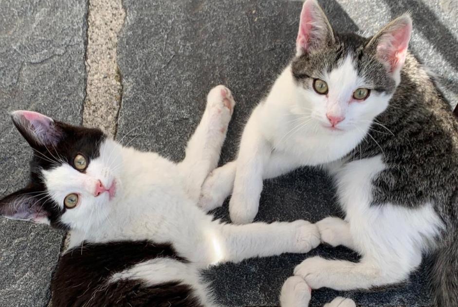 Avviso Ritrovamento Gatto Non conosciuta Val-de-Charmey Svizzera