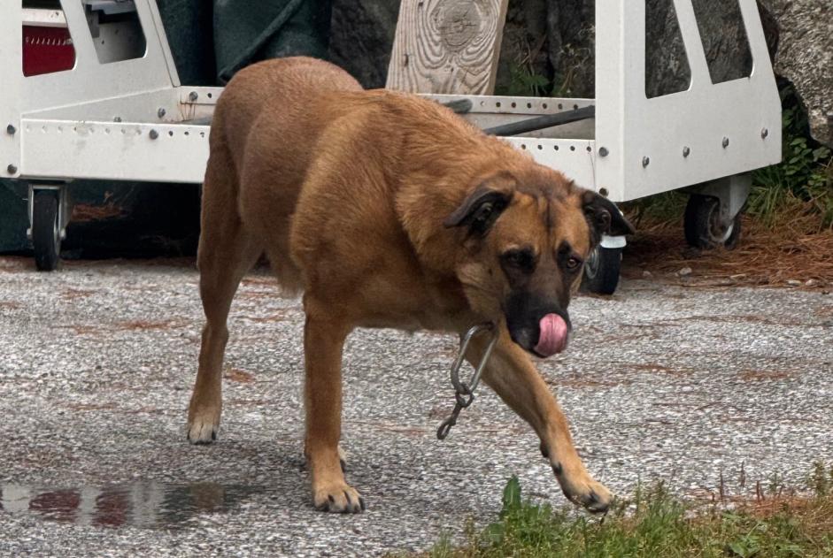 Alerta descoberta Cão cruzamento Macho Evolène Switzerland