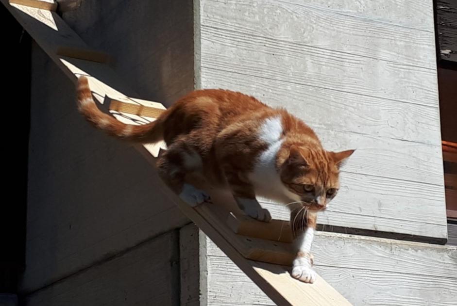 Alerta desaparecimento Gato Macho , 6 anos Mont-Noble Switzerland