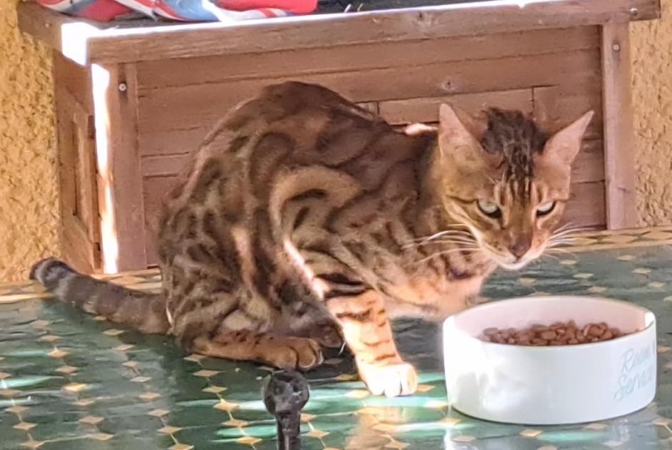 Alerta descoberta Gato  Desconhecido , 2 anos Fully Switzerland